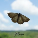 Ozark Moth