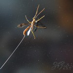 The Giant Ichneumon Wasp